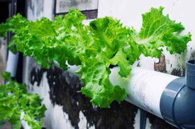 The watercress plants grown with a hydroponic system using PVC pipes. clipart