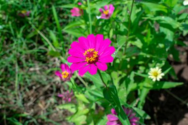 Bulanık yeşil çimenlerin arasında açan iki kırmızı zinya çiçeği..