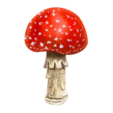 Amanita. Gerçekçi sinek mantarı. Beyaz arka planda detaylı botanik sonbahar ormanı suluboya çizimi. Kart, sonbahar tatili, Şükran Günü için el boyaması..