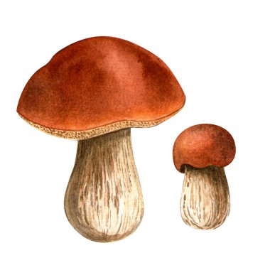 Bolete mantarları. Porcini botanik suluboya çizimi. Beyaz arka planda izole edilmiş detaylı boletus. Kağıtlar, sonbahar tatilleri, baskılar, Şükran Günü için elle boyanmış..