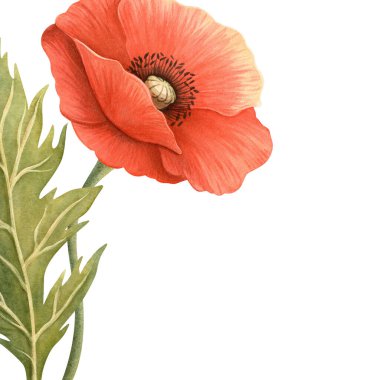 Yeşil yapraklı, zarif çerçeveli parlak gelincik çiçeği. Çiçek botanik şablonu. Anma, Anma, ANZAC, Zafer, Gaziler Günü dekorasyonu, ev yapımı tekstil ve mutfak gereçleri, mevsimlik tasarım için mükemmel