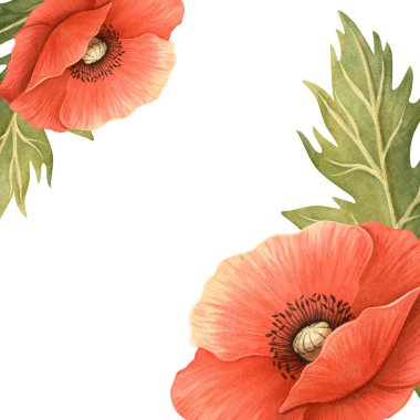 Kırmızı gelincikler parlak çiçek şablonu. Ayrıntılı çiçekli zarif bir el yapımı çerçeve ve beyaz arkaplanlı yapraklar. Mevsimlik bahçe dekorasyonu, Anma Günü, ANZAC Günü, kadın kartpostalları için mükemmel..