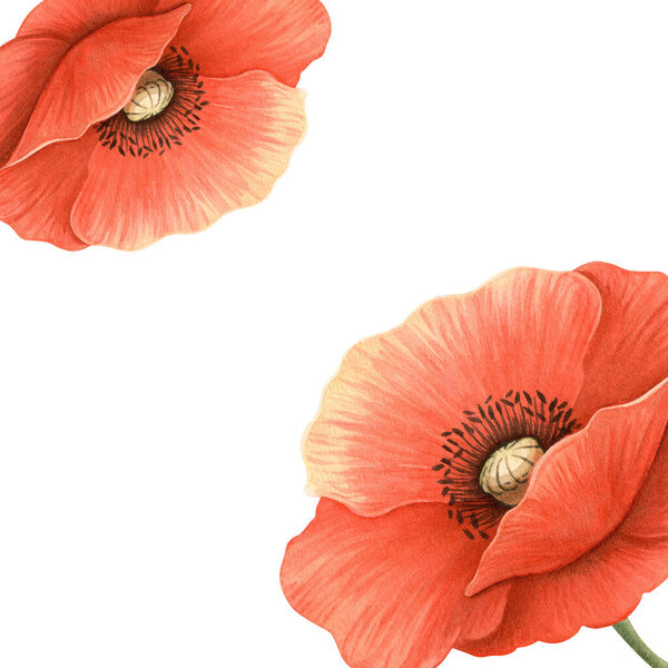 Маки яркий цветочный шаблон. Элегантная рамка ручной работы с подробными красными цветами и листьями на белом фоне. Перфект для украшения сада, Мемориал, День АНЗАК, Открытка к женскому дню.