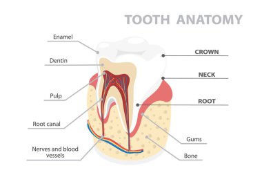 İnsan dişi anatomisi bilgisi. Diş yapısı. Beyaz arkaplan üzerinde izole edilmiş düz şekilde vektör izometrik illüstrasyonuName