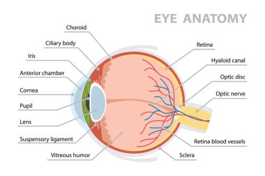 İnsan gözü anatomisi diyagramı. Beyaz arkaplanda düz vektör posteri.