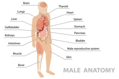 İç organları olan insan vücudunun anatomisi. Infographic posteri. Solunum, sindirim, üreme, kardiyovasküler sistem, kemik ve kaslar. Erkek. İzometrik düz pankart, vektör 10.