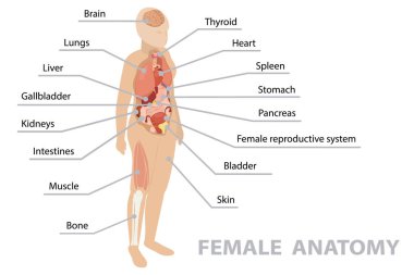 İç organları olan insan vücudunun anatomisi. Infographic posteri. Solunum, sindirim, üreme, kardiyovasküler sistem, kemik ve kaslar. Bir kadın. İzometrik düz pankart, vektör 10.