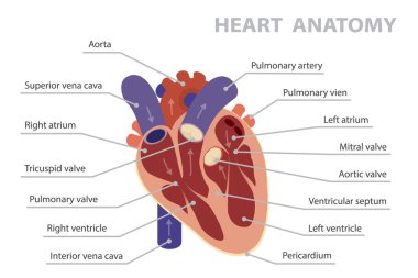 İnsan kalbinin çapraz kesimi. Kalbe kan dolaşımı. Kalp anatomisinin ana parçaları. Beyaz arkaplanda düz vektör posteri.