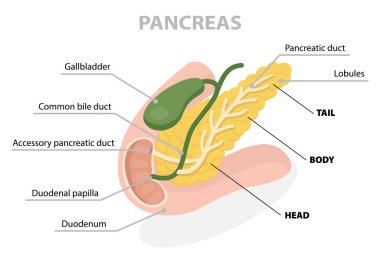 Pankreas anatomisi tanımlı. Beyaz arkaplanda düz vektör posteri.
