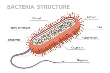 Bakteri yapısı. Düz izometrik vektör illüstrasyon bakteri hücre anatomisi beyaz arka planda izole edildi. Tıbbi ve Biyolojik Eğitim Çizimi.