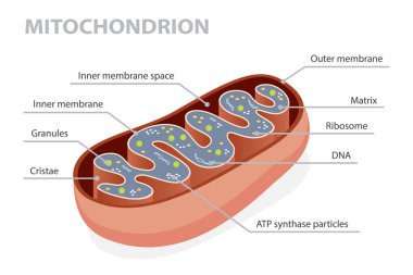 Mitokondri (Mitokondri) yapısı, temel bileşenlerini ve karmaşık tasarımını gösteren ayrıntılı bir kesitle yapılmıştır. Düz izometrik vektör çizimi.