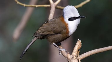 Beyaz ibikli Gülen Ardıç ağaçta tünemektedir. Beyaz ibikli Kahkaha Ardıcı, beyaz ibikli, siyah maskeli ve russet-kahverengi gövdeli çarpıcı bir kuştur. Asya 'nın dört bir yanındaki ormanlarda bulunur ve gürültülü ve gürültülü bir sesi vardır..