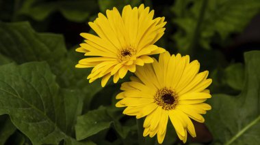 Sarı Gerbera çiçekleri. Gerbera papatyaları kırmızı, pembe, beyaz, sarı, turuncu ve hatta mor olmak üzere çok çeşitli renklerde olan canlı ve neşeli çiçeklerdir..