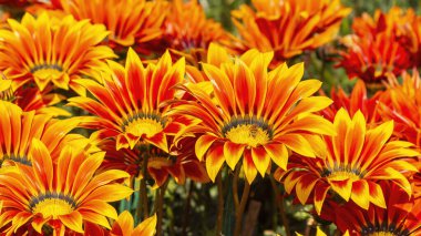 beautiful Gazania flowers, floral concept background.Gazania flowers are a popular choice for gardens and containers due to their vibrant colors, daisy-like blooms, and ability to thrive in sunny, dry conditions. clipart