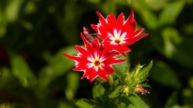 Bahçede yetişen güzel kırmızı Phlox çiçekleri çok sevilen bir bahçe ilavesidir. Canlı renkleri, güzel kokulu çiçekleri ve çok yönlülüğü ile ünlüdür..