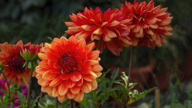 Güzel botanik çekimleri, doğal duvar kağıtları, güzel Dahlia 'lı Grou..