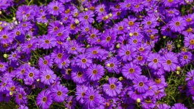 Bir yaz tarlasında mor Aster çiçekleri, Asterlar canlı renkleri ve geç sezon çiçekleri ile bilinen her bahçeye harika bir katkı sağlar..