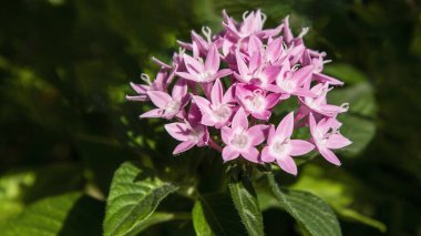 Bahçedeki pembe çiçekler, Pentas her yıl çiçek açan popüler bir bitkidir. Küçük, boru şeklinde çiçek kümeleriyle bilinir. Kırmızı, pembe, beyaz ve mor olmak üzere çeşitli renkleri vardır.