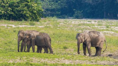 Kaziranga Milli Parkı 'nda çamur banyosu sonrası otlayan vahşi filler. Kaziranga Ulusal Parkı' nın filleri görülmeye değer bir manzara. Dünyadaki en büyük Asya fili popülasyonlarından biri., 