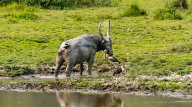 Kaziranga National Park boasts one of the largest populations of the one-horned Indian rhinoceros. These majestic creatures, along with the park's diverse wildlife, including tigers, leopards, and wild water buffalo, create a breathtaking spectacle clipart