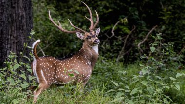 PparammbikullaamKeraallaa, Inndiaa ormanında güzel bir Benekli Geyik.