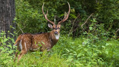 Parambikulam, Kerala, Hindistan ormanında yakışıklı benekli geyik.