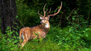Parambikulam, Kerala, Hindistan ormanında güzel bir benekli geyik..