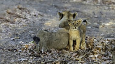 The Asiatic lion, a majestic subspecies, is found only in India's Gir Forest National Park. These social cats live in prides, with males defending their territory through roars and displays of strength. clipart