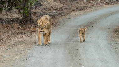 The Asiatic lion, a majestic subspecies, is found only in India's Gir Forest National Park. These social cats live in prides, with males defending their territory through roars and displays of strength. clipart