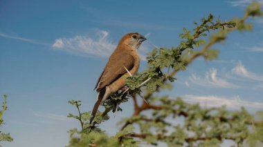 The Silver-billed Munia, also known as the Indian Silverbill or White-throated Munia, is a small, long-tailed finch with a chunky body. clipart