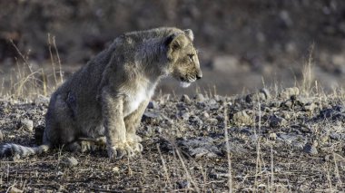 The Asiatic lion, a majestic subspecies, is found only in India's Gir Forest National Park. These social cats live in prides, with males defending their territory through roars and displays of strength. clipart