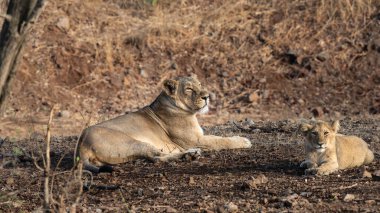 The Asiatic lion, a majestic subspecies, is found only in India's Gir Forest National Park. These social cats live in prides, with males defending their territory through roars and displays of strength. clipart