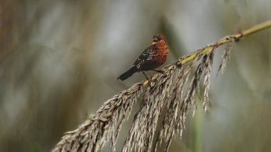 Kızıl Avadavat ya da Kızıl Munia, Güney Asya 'da yetişen küçük renkli bir kuş türüdür. Erkekler canlı kırmızıdır, dişiler ise daha donuk kahverengi..
