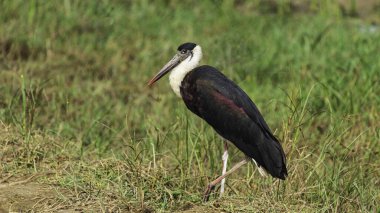 Tüylü boyunlu leylek, Afrika ve Asya 'da bulunan büyük, ayırt edici bir kuştur. Ona tüylü bir görünüm veren tüylü boyun tüyleriyle bilinir..