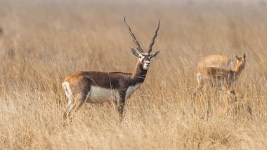 Tal Chappar Wildlife Sanctuary in Rajasthan is home to a thriving population of blackbucks, an endangered species. clipart