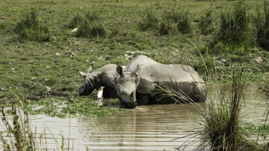 Portrait of a beautiful single horned Rhino.Single-horned rhinoceros are large mammals native to Asia. They are known for their single horn. clipart