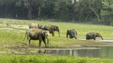 Kaziranga Ulusal Parkı çeşitli vahşi yaşamı, özellikle de görkemli filleri ile ünlüdür. Bu nazik devler parkın çayırlarında ve ormanlarında özgürce dolaşarak ziyaretçiler için nefes kesici bir manzara sunuyorlar.