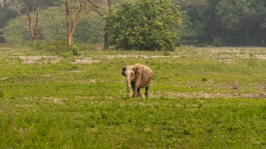 Kaziranga Ulusal Parkı çeşitli vahşi yaşamı, özellikle de görkemli filleri ile ünlüdür. Bu nazik devler parkın çayırlarında ve ormanlarında özgürce dolaşarak ziyaretçiler için nefes kesici bir manzara sunuyorlar.