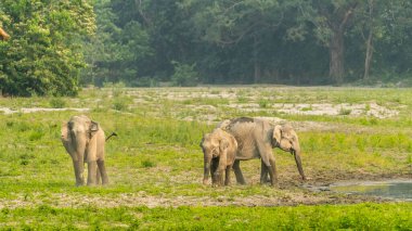 Kaziranga National Park is renowned for its diverse wildlife, especially its majestic elephants. These gentle giants roam freely through the park's grasslands and forests, offering a breathtaking sight for visitors clipart