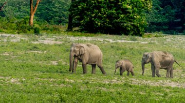 Kaziranga Ulusal Parkı çeşitli vahşi yaşamı, özellikle de görkemli filleri ile ünlüdür. Bu nazik devler parkın çayırlarında ve ormanlarında özgürce dolaşarak ziyaretçiler için nefes kesici bir manzara sunuyorlar.