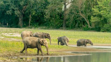 Kaziranga Ulusal Parkı çeşitli vahşi yaşamı, özellikle de görkemli filleri ile ünlüdür. Bu nazik devler parkın çayırlarında ve ormanlarında özgürce dolaşarak ziyaretçiler için nefes kesici bir manzara sunuyorlar.