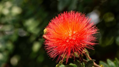 The Red Powderpuff, scientifically known as Calliandra haematocephala, is a stunning flowering shrub native to Brazil. It's famous for its unique, fluffy flower heads that resemble powder puffs, hence the common name clipart