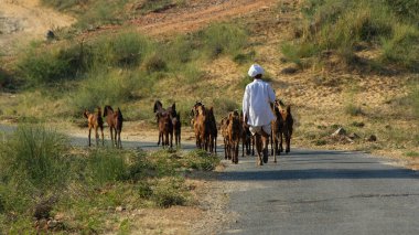 The shepherds of the Thar Desert, often called Rabaris, are a nomadic community. They are known for their resilience and adaptability to the harsh desert environment. They raise livestock like camels, sheep, and goats. clipart