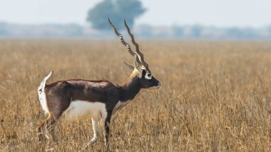 Tal Chappar Sığınağı, siyahların sığınağı, Hindistan 'ın Rajasthan şehrinde bir vahşi yaşam sığınağıdır. Siyah paltoları ve sarmal boynuzlarıyla tanınan bir antilop türü olan büyük siyah para popülasyonuyla ünlüdür..