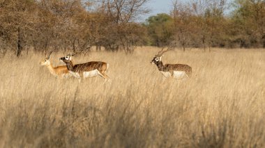 Tal Chappar Sanctuary, a haven for blackbucks, is a wildlife sanctuary in Rajasthan, India. It's famous for its large population of blackbucks, a species of antelope known for their distinctive black coats and spiraled horns. clipart