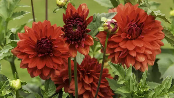 Dahlia 'lar renkli bir kaleydoskopla büyük, gösterişli çiçekleriyle bilinen canlı ve verimsiz bitkilerdir. Bu çiçekler farklı şekil ve boyutlarda, basit papatyalardan karmaşık ponponlara kadar.