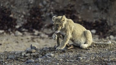 Cute n handsome Asiatic Lion cub.Asiatic lion is a subspecies of lion found in India's Gir Forest National Park. It's smaller than African lions. clipart