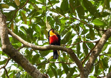 Bir ağaç dalında canlı renkli bir tukan fotoğrafının çekilmesini izliyor..