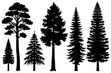 Collection of Silhouettes  Sequoia tree  vector illustration on white background clipart