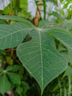 Doğa yaprakları, yeşil tropikal orman, arka plan illüstrasyon konsepti